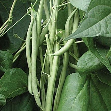 Kentucky Blue Pole, Bean Seeds - Packet (1 oz.) image number null